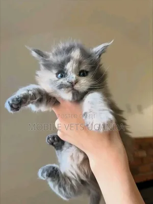 3-6 months Male Purebred Manx