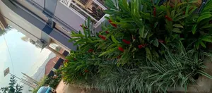 High Quality Flowers and Plants, Blossom Into Beauty
