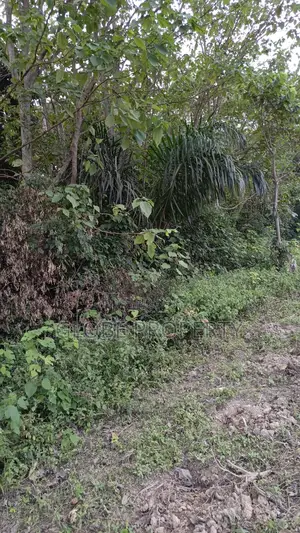 42 Acres of Farm Land for Sale Touching River Nile