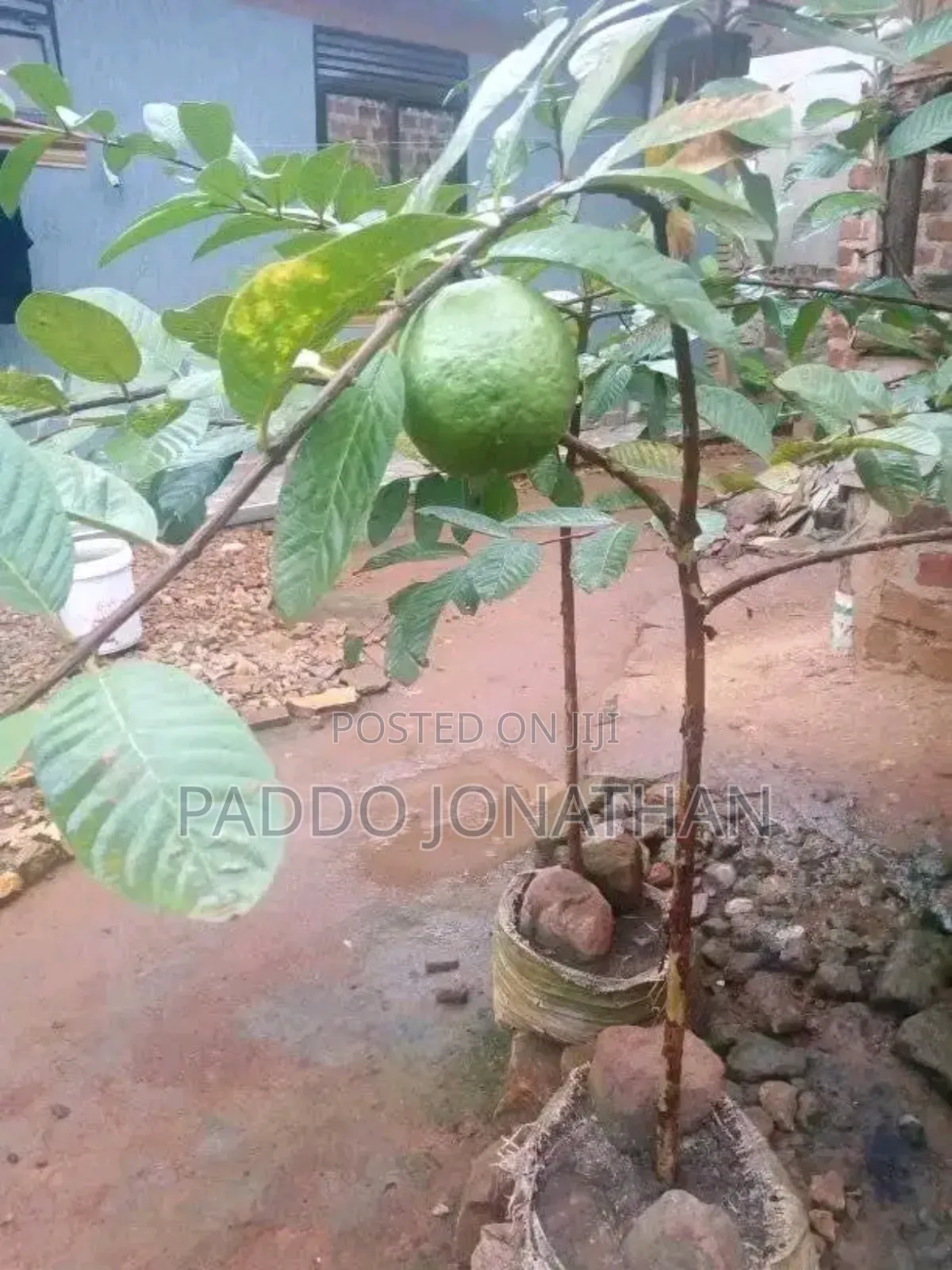 Giant Guava Seedlings
