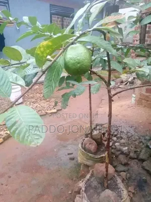Giant Guava Seedlings