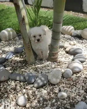 1-3 months Male Purebred Maltese