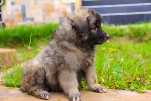 1-3 months Female Mixed Breed Caucasian Shepherd