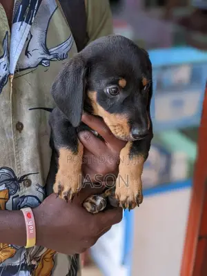 1-3 months Male Purebred Dachshund
