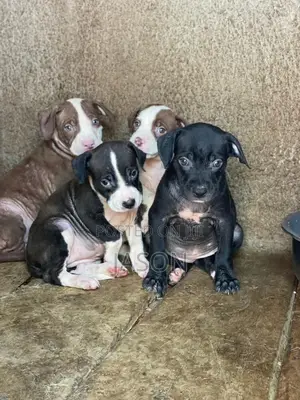 1-3 months Male Purebred American Pit Bull Terrier
