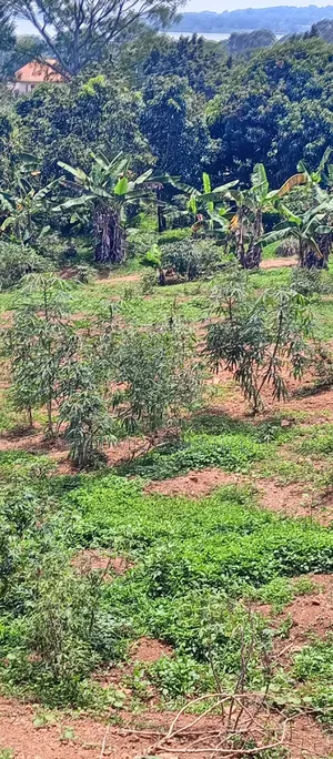 3 Acres of Land Entebbe Road in Garuga Bulega
