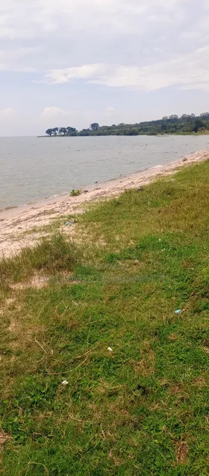 4 Acres Of Land In Garuga Touching Lake Victoria With Pure White Sand