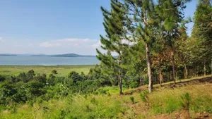 20 Acres of Land in Mpunge Nkokonjeru Mukono-Katosi Road