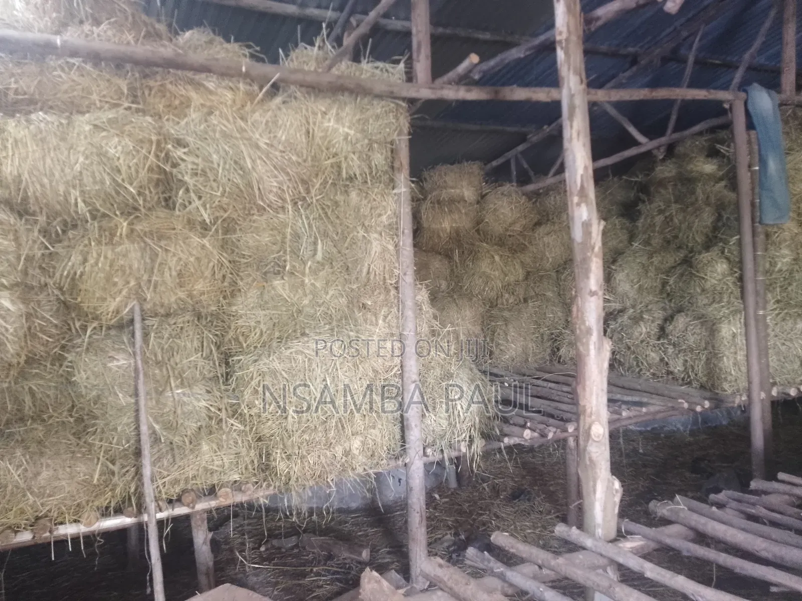 Grass for Cows