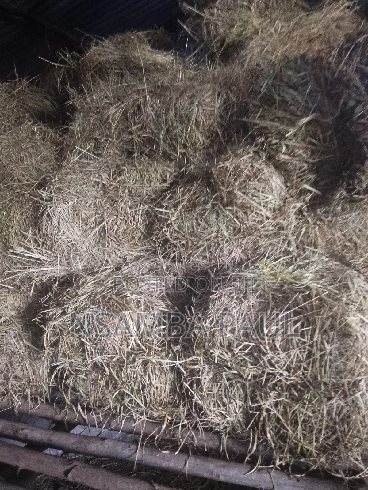 Grass for Cows
