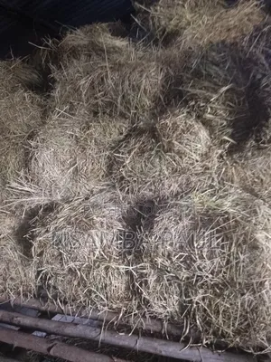 Grass for Cows