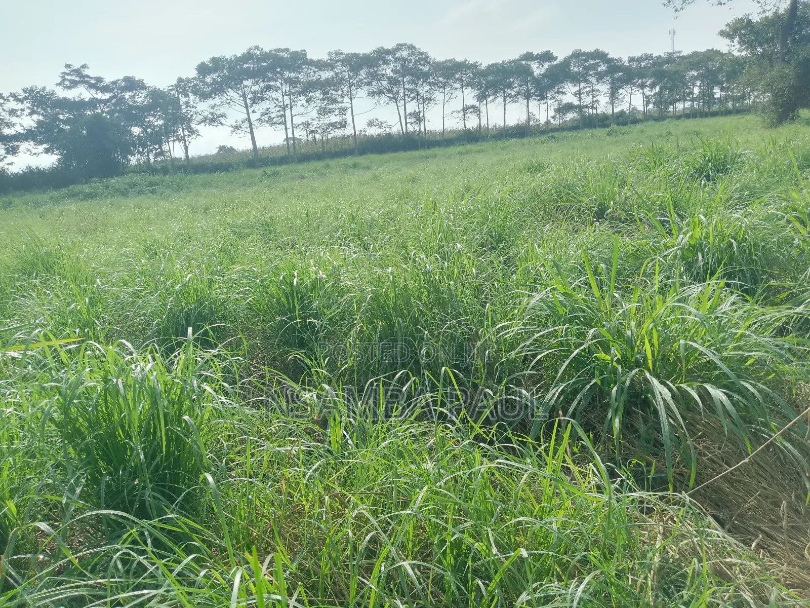 Grass for Cows
