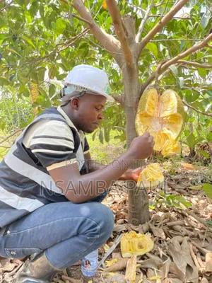 The Grafted Jack Fruit