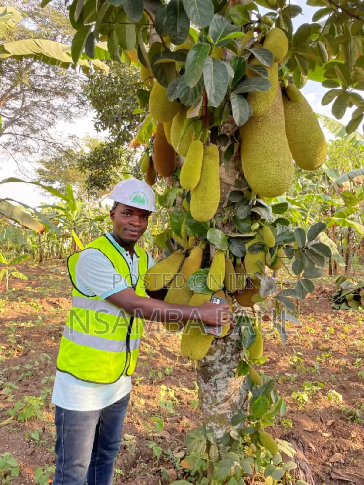 The Grafted Jack Fruit