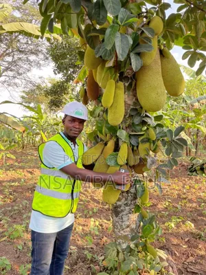 The Grafted Jack Fruit
