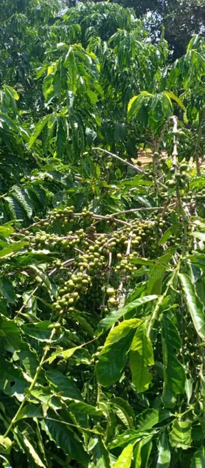 14 Acres of Land in Nakatete Kikyuusa