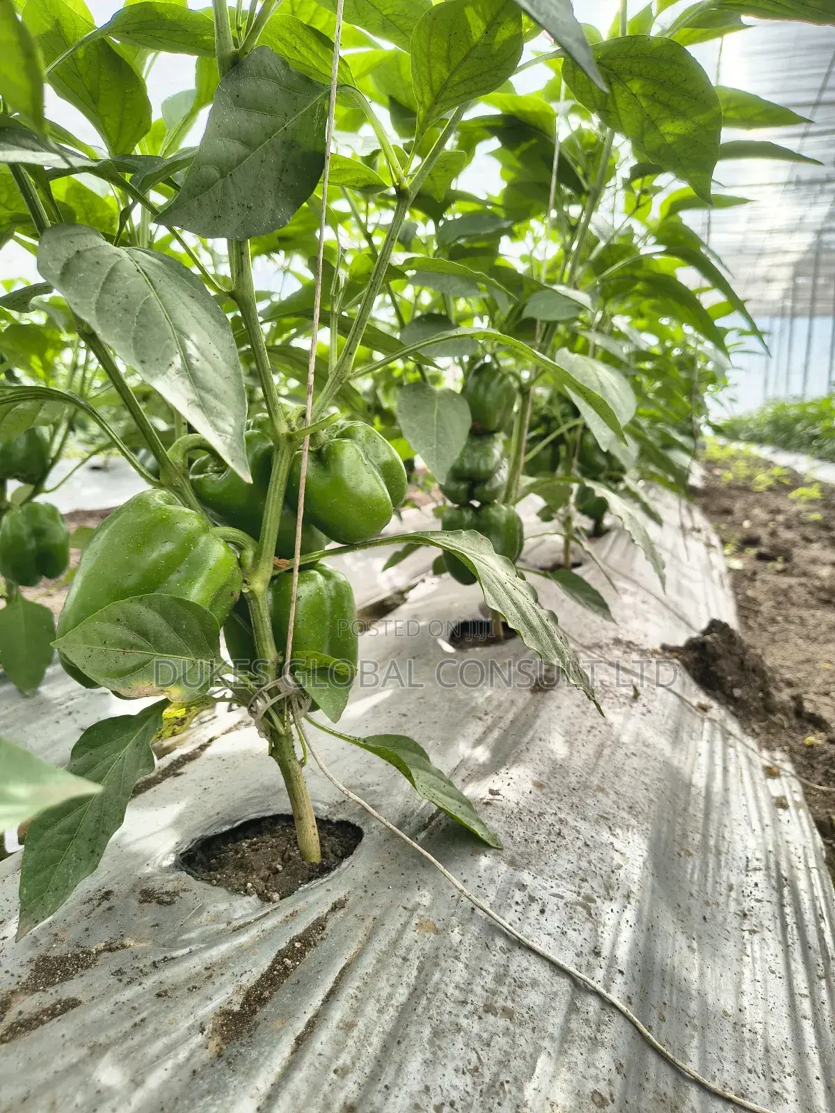 Mulching Films