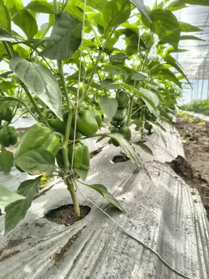 Mulching Films
