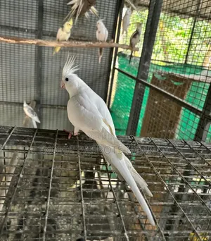 Parrots Now Available