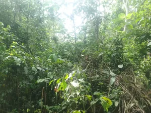 30acres of Land in Nangunga Nkokonjeru Mukono-Katosi-Rd