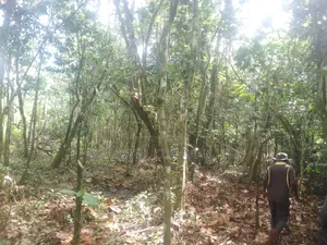 30acres Banda for Sale , Nakisuunga Subcounty,Mukono District