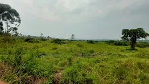 50 Acres of Private Mailo Land in Gomba