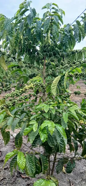 15 Acres for Sale Kikonge Mityana Road