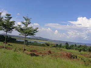 50 Acres of Land in Bwerenga Kawuku Entebbe Rd Touching on Lake Shore