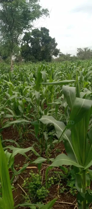 50 Acres of Land on Sale at Kamira After Kikyuusa W/T Private Mailo