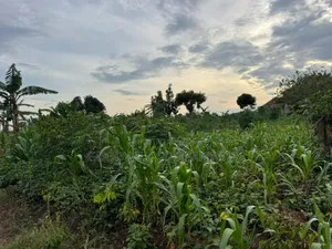 30 Acres of Land in Masaka Kinono for Sale, 12km Off Kinoni