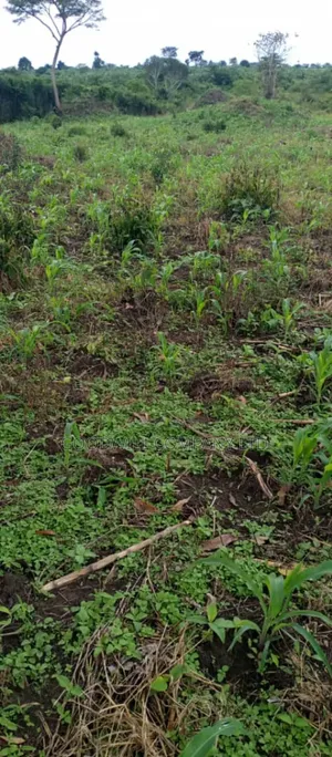 5 Acres of Land in Ngaaju Luwero 10km From Luwero Town