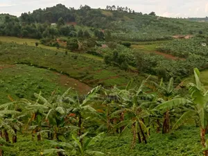 15 Acres of Land in Kikonge Mityana Road (Private Mailo) for Sale