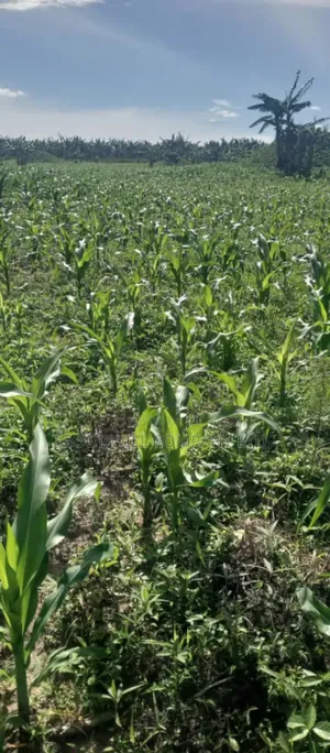 100 Acres of Land in Kamira Kikyuusa Zirobwe Road