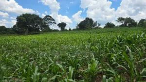 50 Acres of Land in Mukono Mpoma 4km Off Kayunga Road