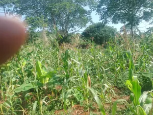 100 Acres of Land in Gaba -Ssi Nkokonjeru Private Milo Land Title