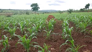 100 Acres of Land Mpigi Masaka Road, 60km From Kla,
3km Off Tarmac.