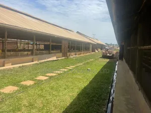 3 Acres of Farm Land With, Home House, Paltry House, Banana Plantation