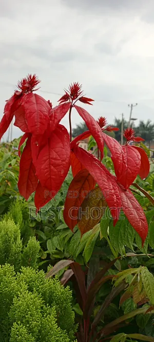 Musaenda Red, Unleashing the Red in You.