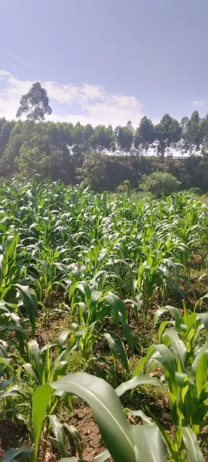120 Acres of Land in Nakaseke Ngoma.