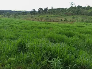 Brachiaria Mulatto 2 Splits
