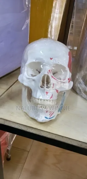 Human Skull Model/ Anatomical Teaching Model