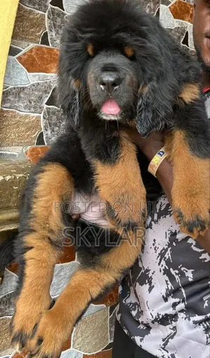 1-3 months Male Purebred Tibetan Mastiff