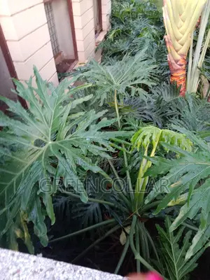 Landscaping / Gardening