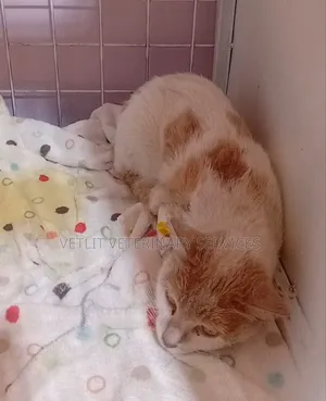 Pet Doctors