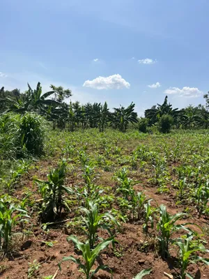 100*100feet Plot of Land in Kijabijjo After Nakwero Gayaza