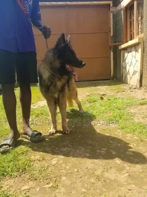 3-6 months Male Purebred German Shepherd