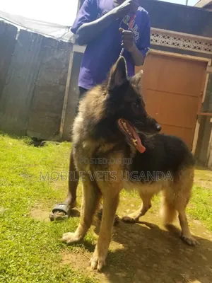 1+ year Male Purebred German Shepherd