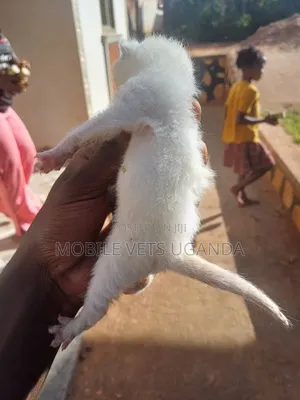 0-1 month Male Purebred Balinese