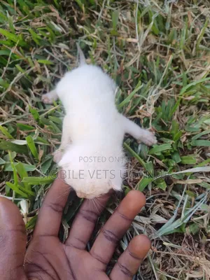1-3 months Male Purebred LaPerm