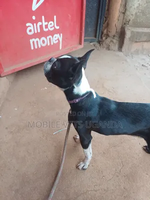 1-3 months Male Purebred Boston Terrier